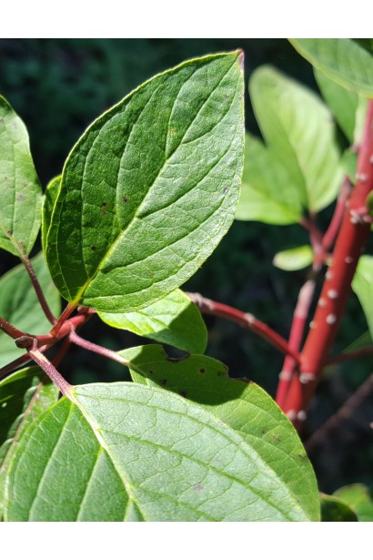 Дерен пурпурово-червоний листя навесні та влітку